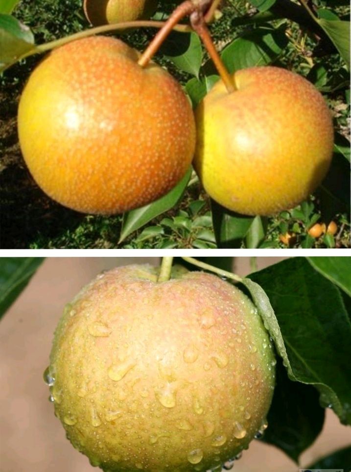  耐寒好吃的南果梨苗