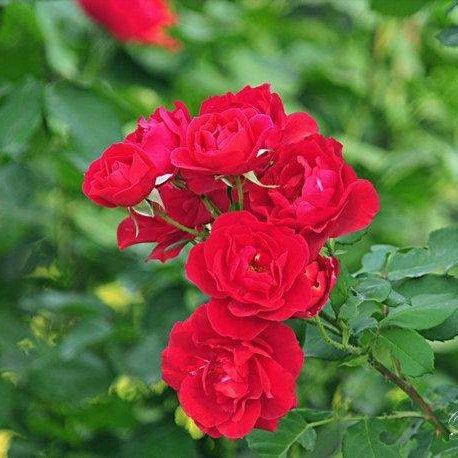 平邑县 蔷薇花