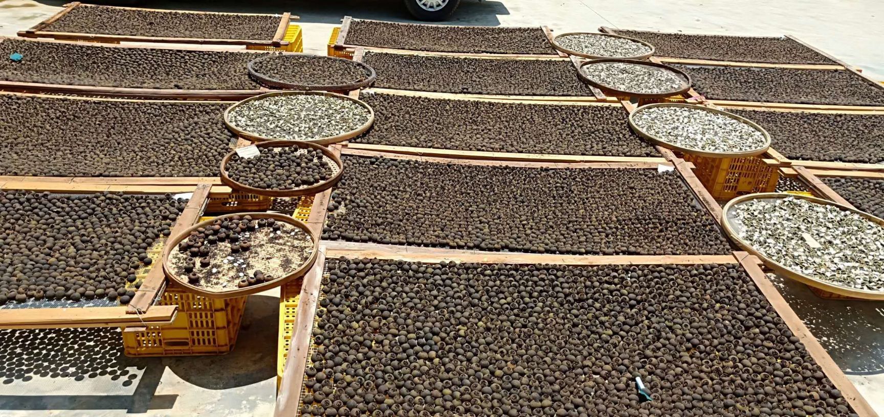  英红九号小青柑