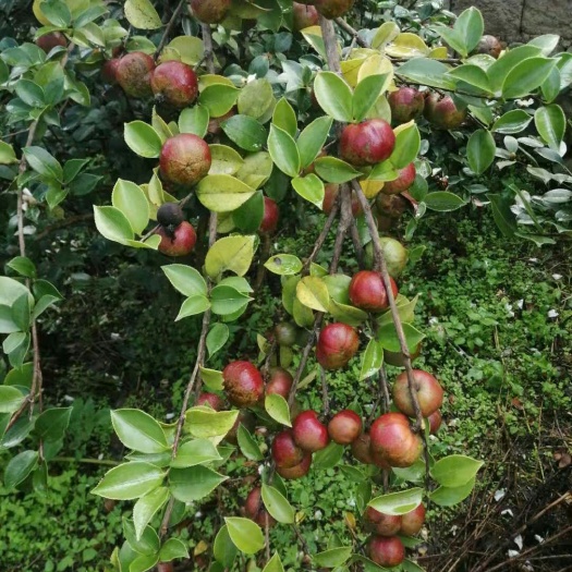 陇川县红花山茶油 油茶果油，自家生产，如假包换。
