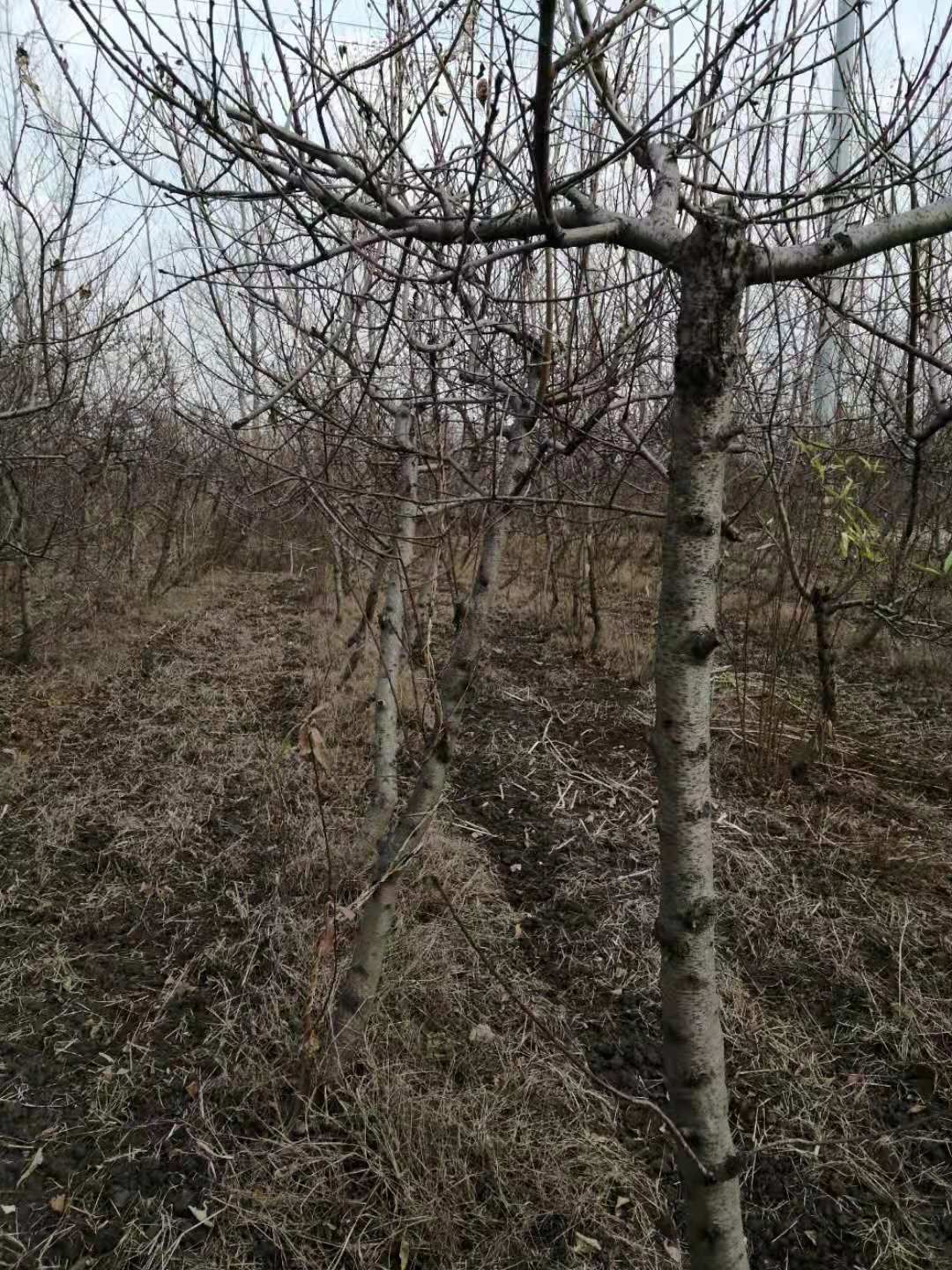 中油4号桃树苗 中油四号油桃树