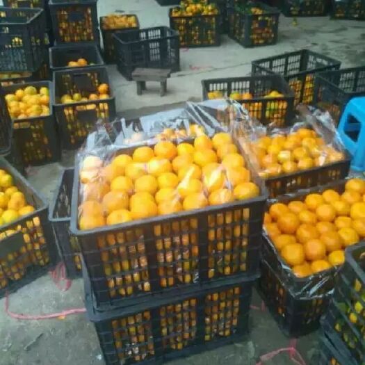 城固县蜜桔 降价不降质量，发山东