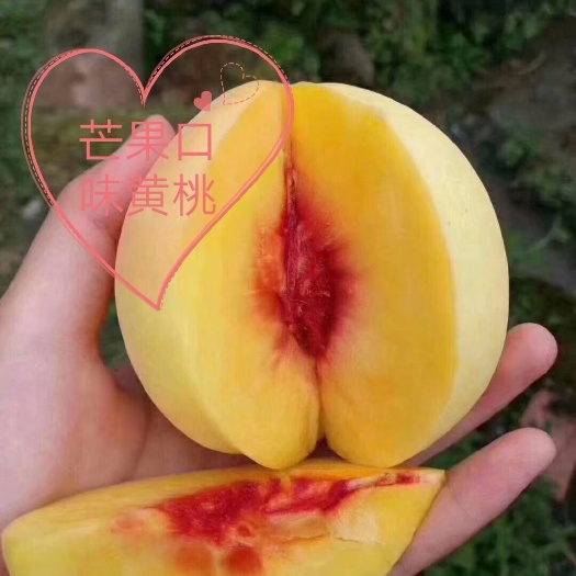 桃树苗湖南炎陵锦绣黄桃苗 扶持产业支持种植技术指导 品种纯正