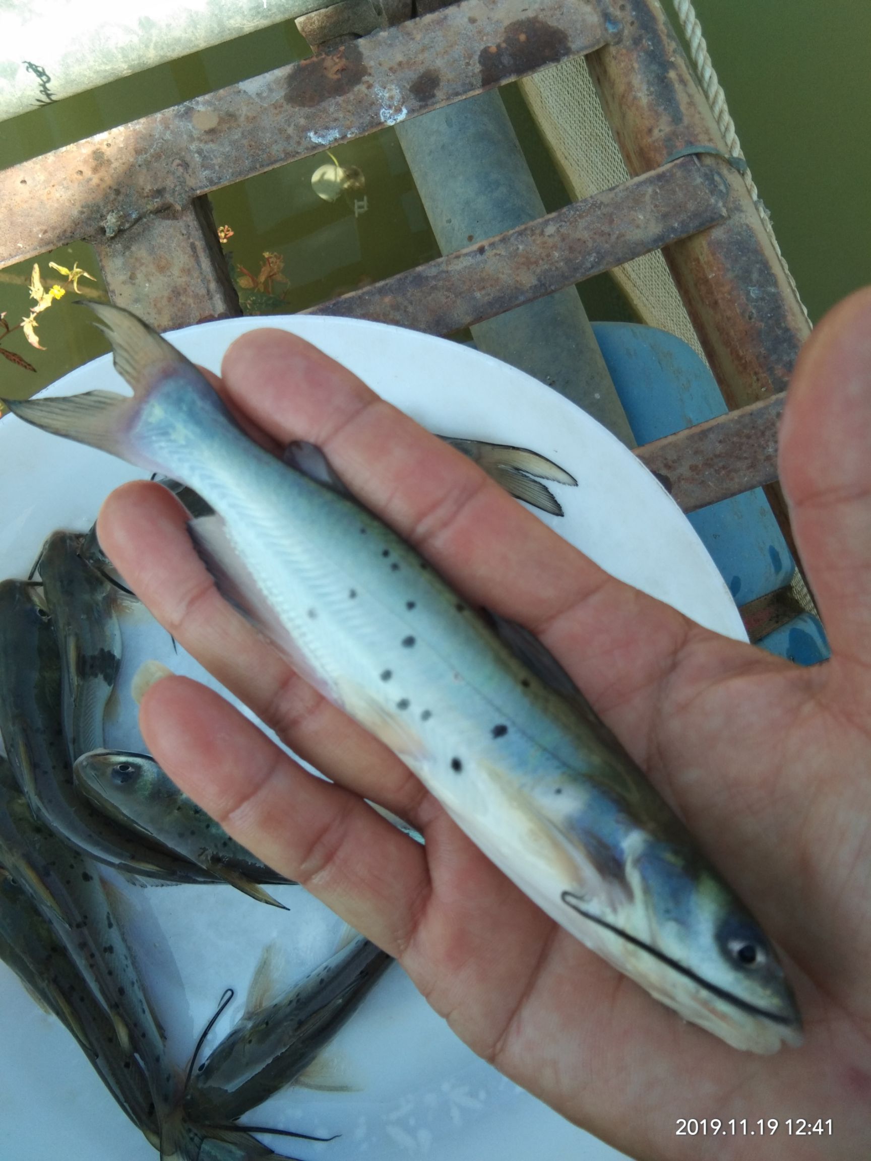  叉尾鱼苗鮰鱼苗斑点叉尾鱼苗钳鱼苗