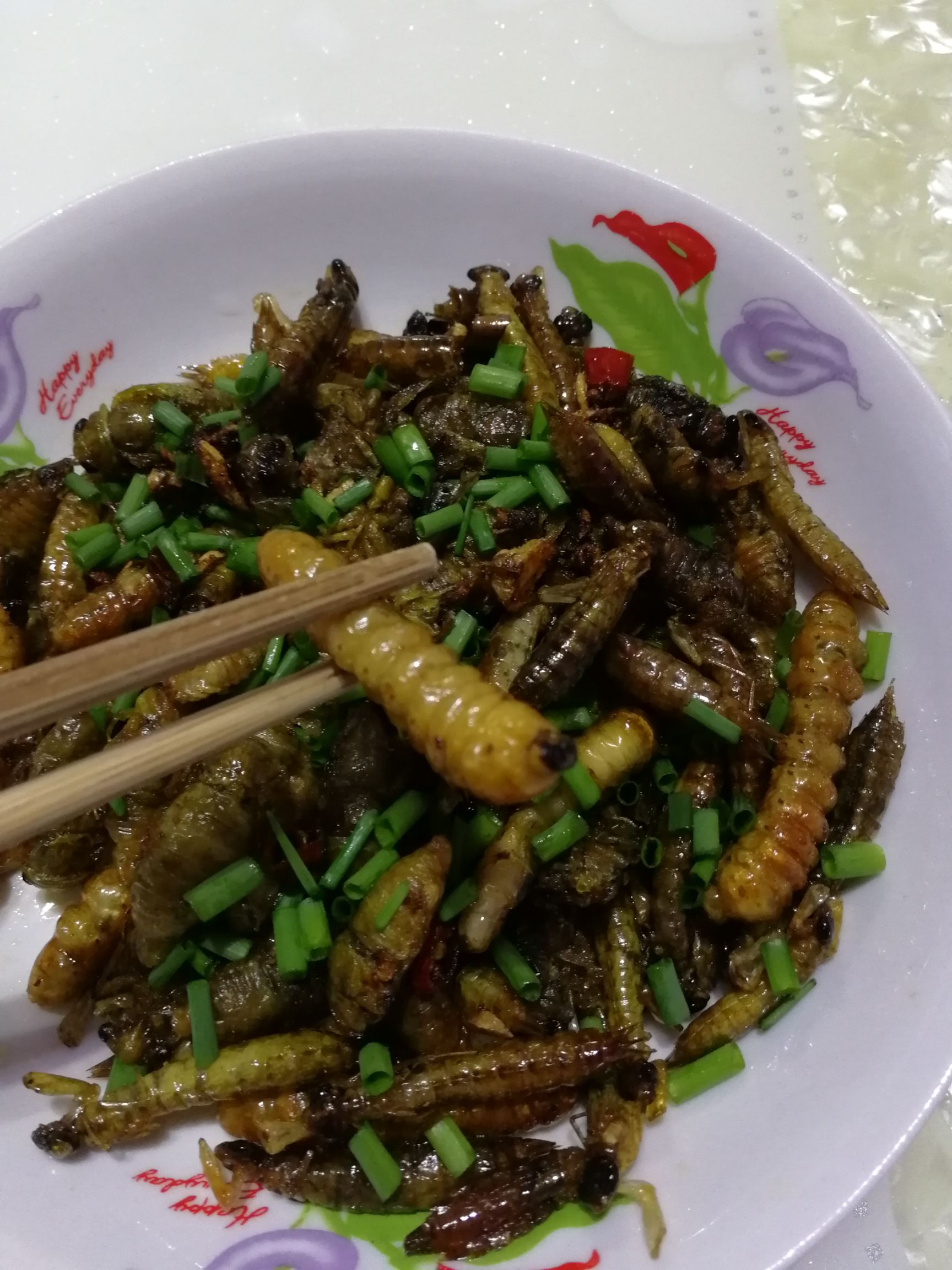 柴虫  木头虫  哈虫 美食昆虫产地供货一手货源