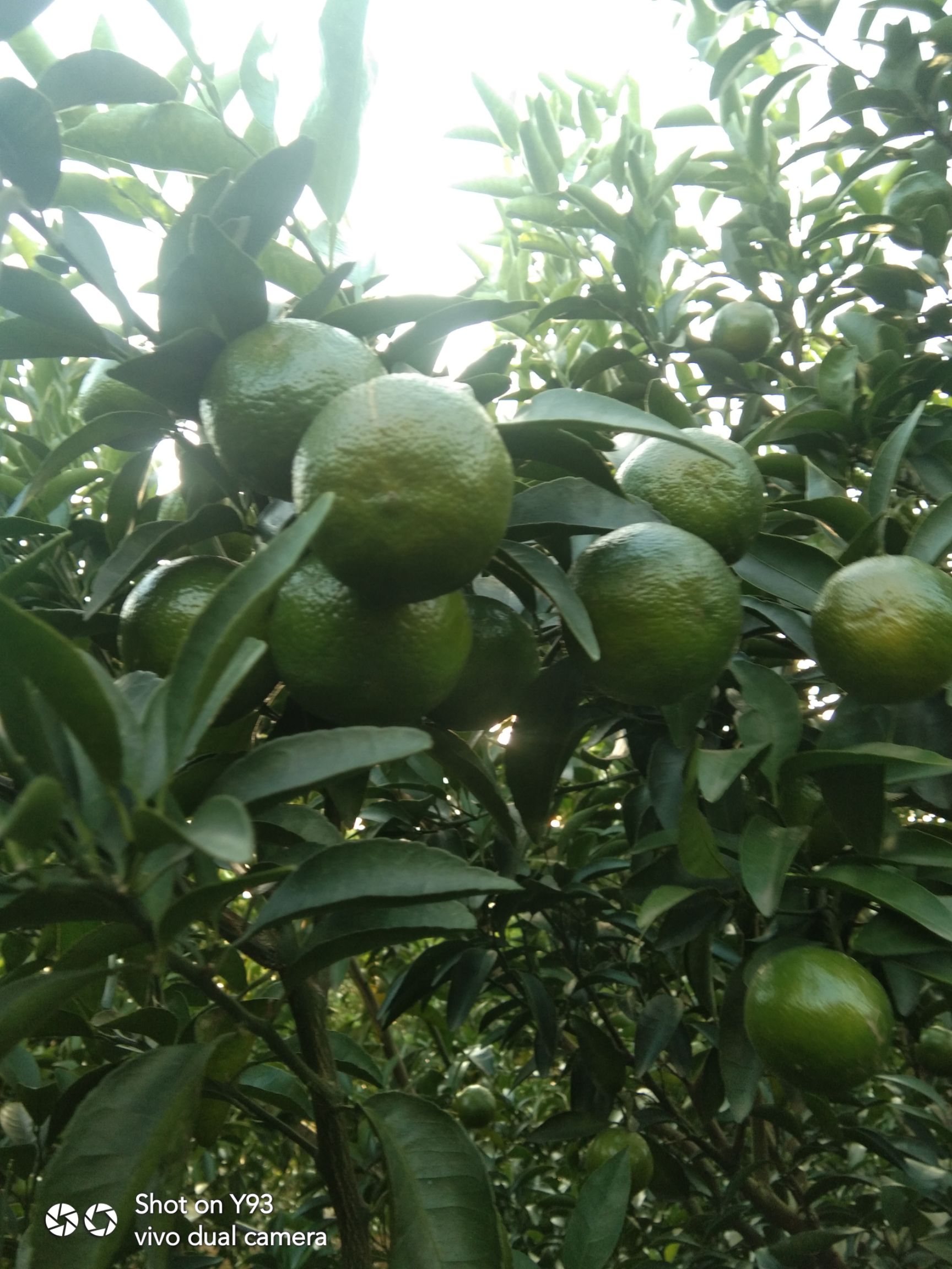 清香蜜桔 清香蜜橘