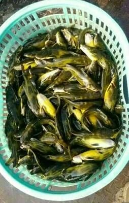 昭通池塘黄颡鱼 1-2两