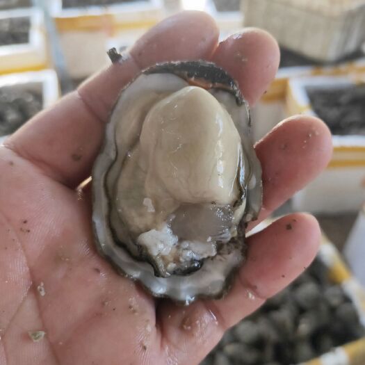 诏安县福建生蚝 海水 鲜活水产