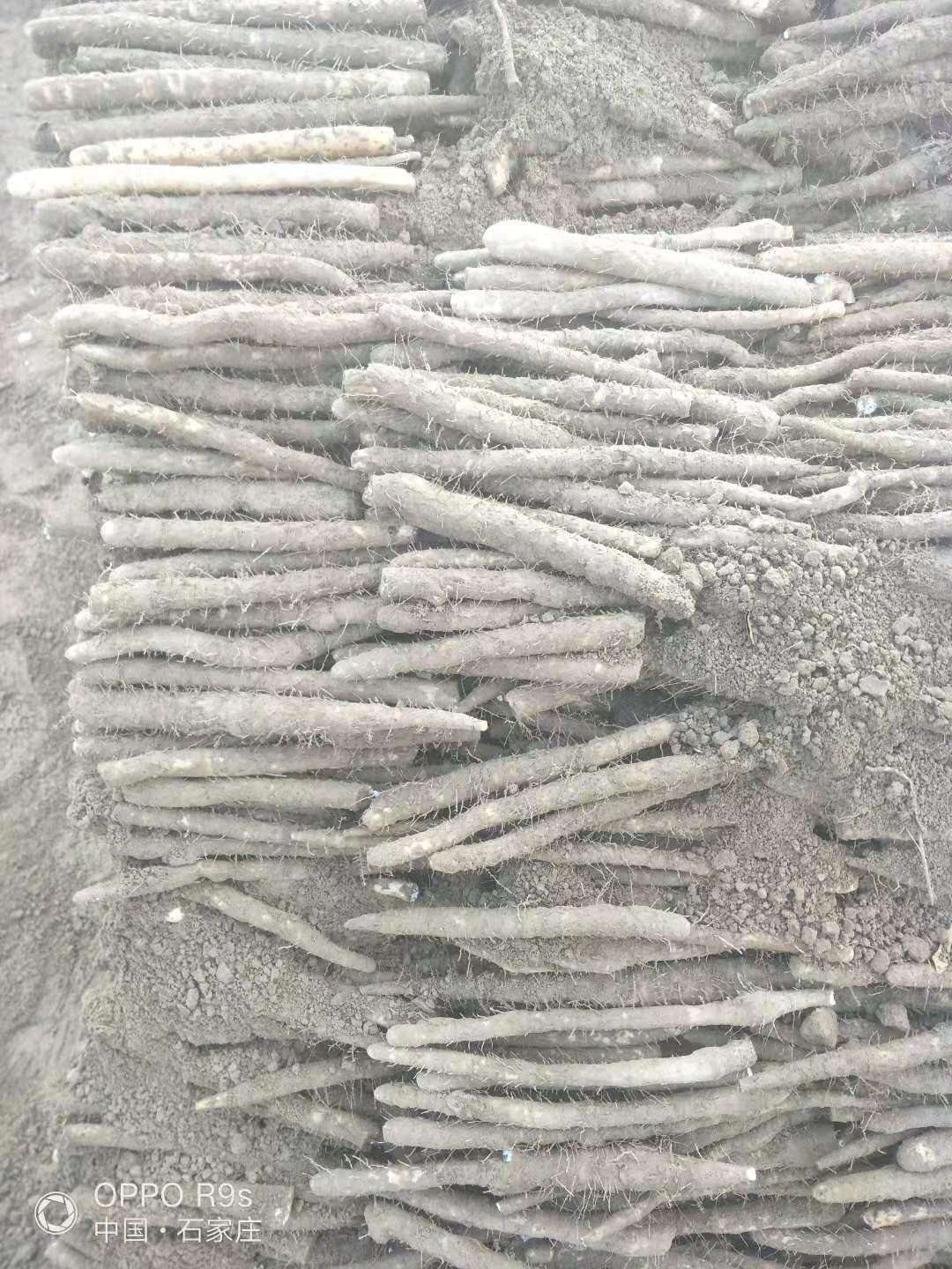 小白嘴山药  欢迎选购，交天下朋友