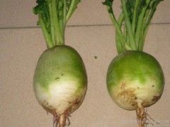 辣菜疙瘩 辣疙瘩