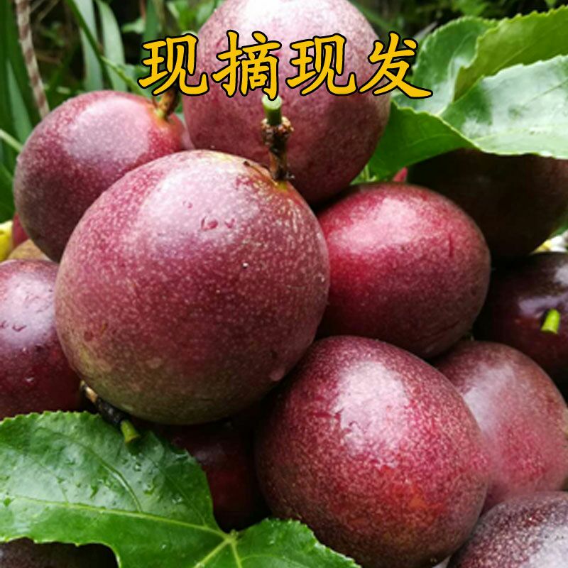  云南德宏百香果大果5斤38个新鲜现货大量供应