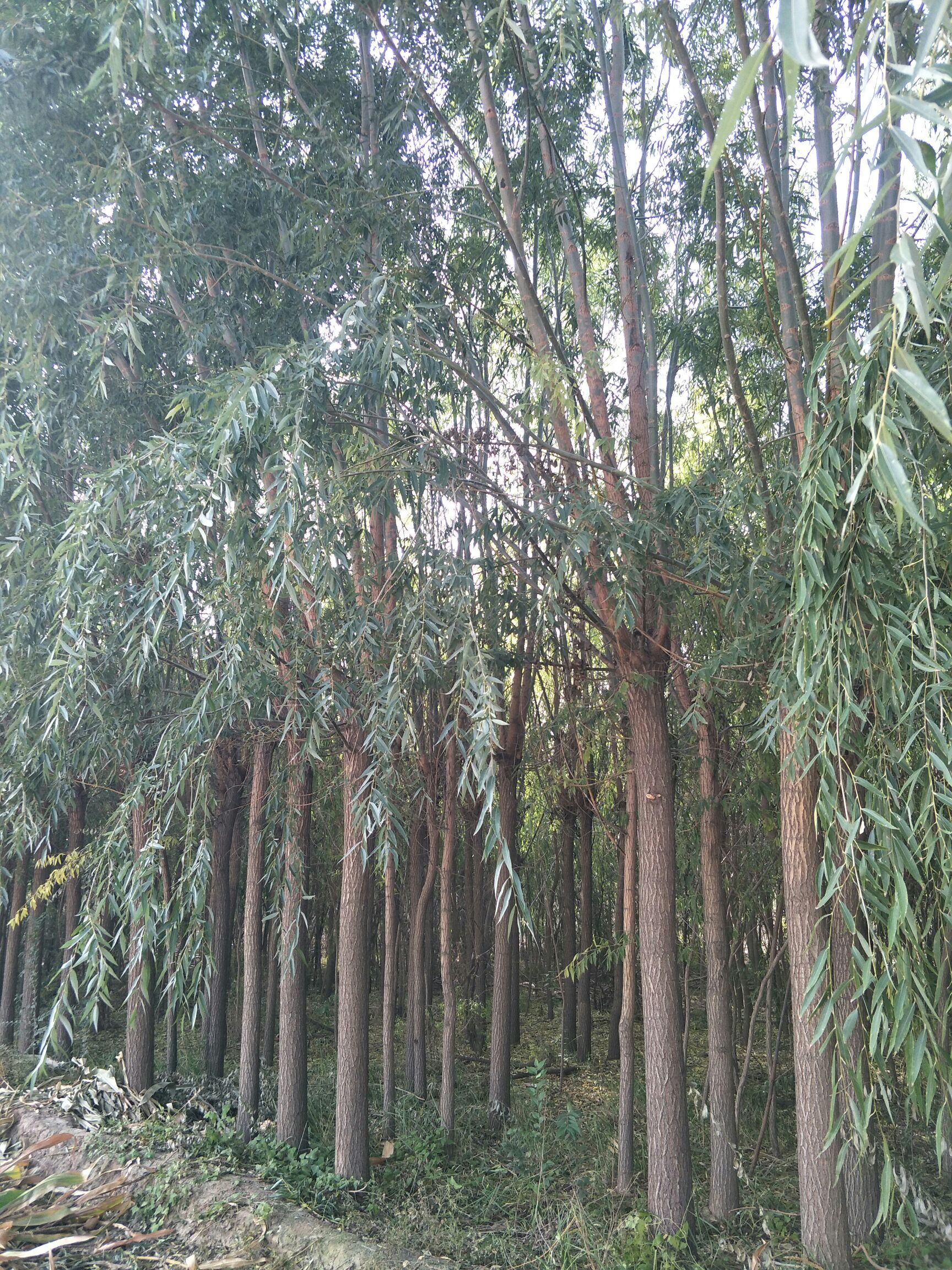 垂柳