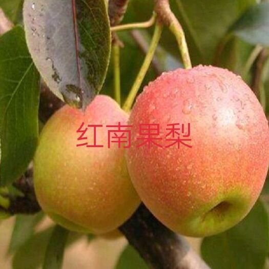 营口 耐寒好吃的南果梨苗