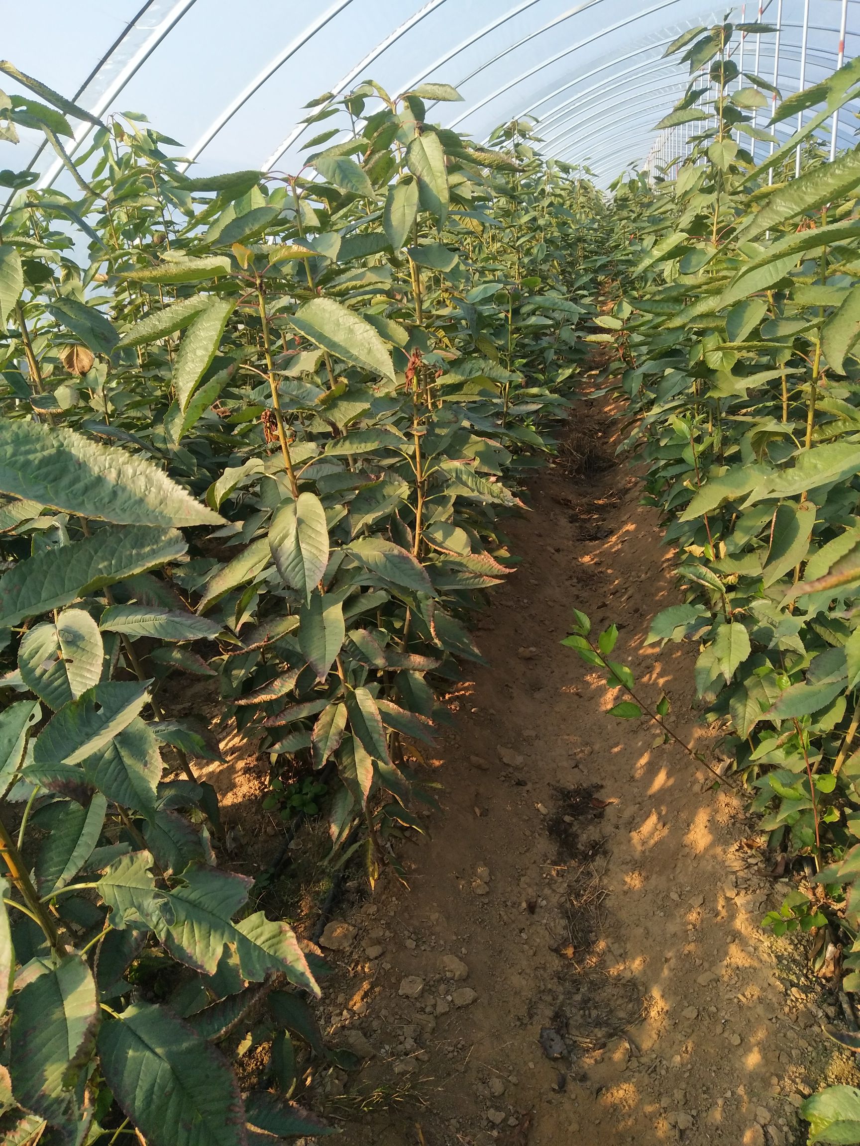 俄罗斯8号樱桃苗