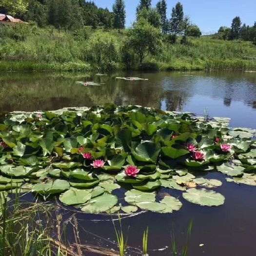 海林市 森林散养大鹅