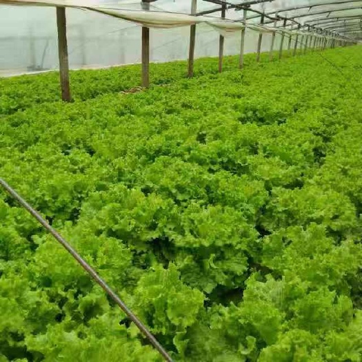 意大利生菜  生菜大量上市了