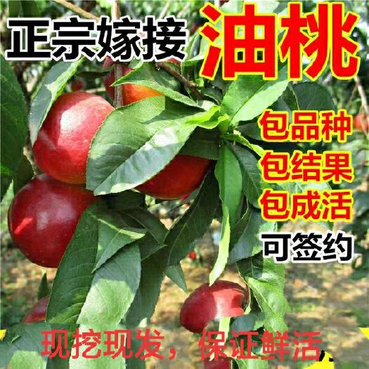 平邑县 油桃树苗可签约包成活包结果包邮