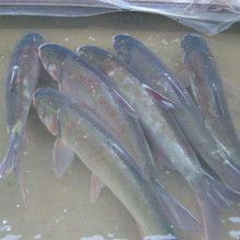 白鲢鱼 水库无饲料喂养白鲢