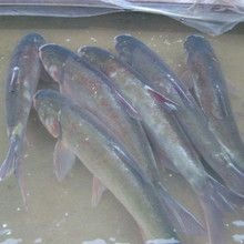 霍邱县白鲢鱼 水库无饲料喂养白鲢