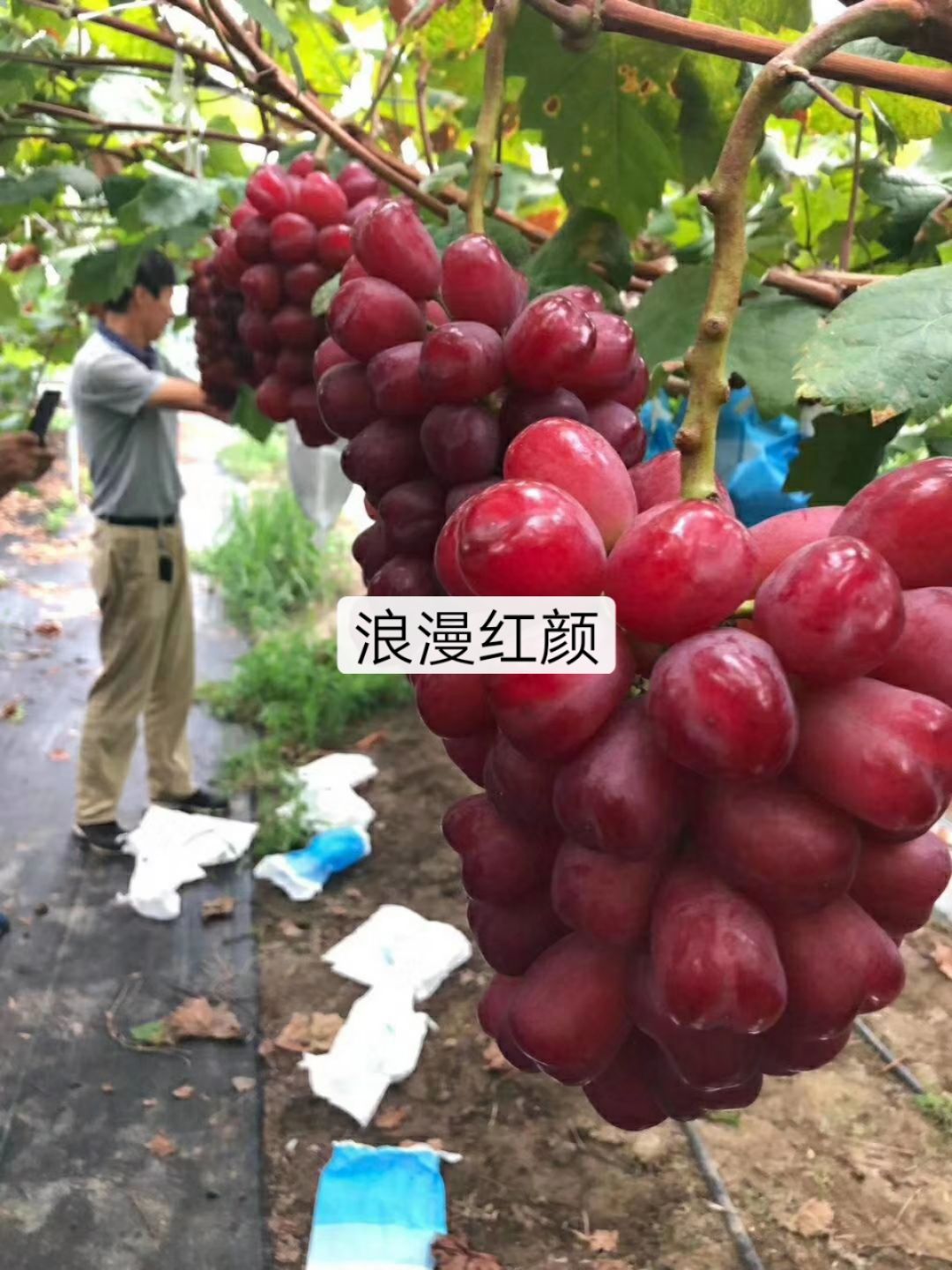 浪漫红颜葡萄苗 出售葡萄种苗，浪漫红颜，巨盛1号，葡之梦，午夜美人，蓝宝石等