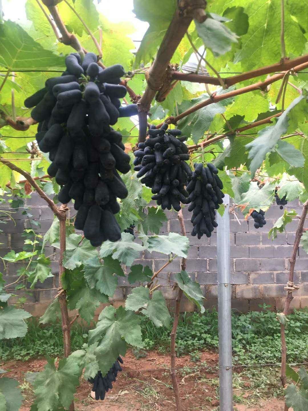  蓝宝石葡萄苗 品种正宗 基地发货