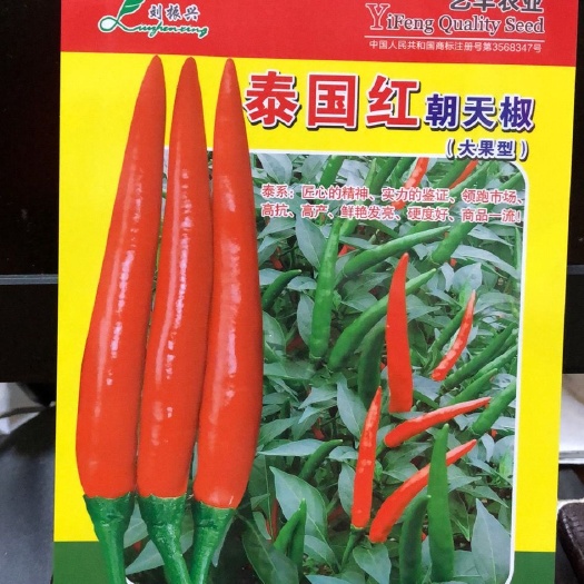 扶沟县泰国红单生朝天椒种子~大果型单生椒抗病性强产量高，高辣硬度