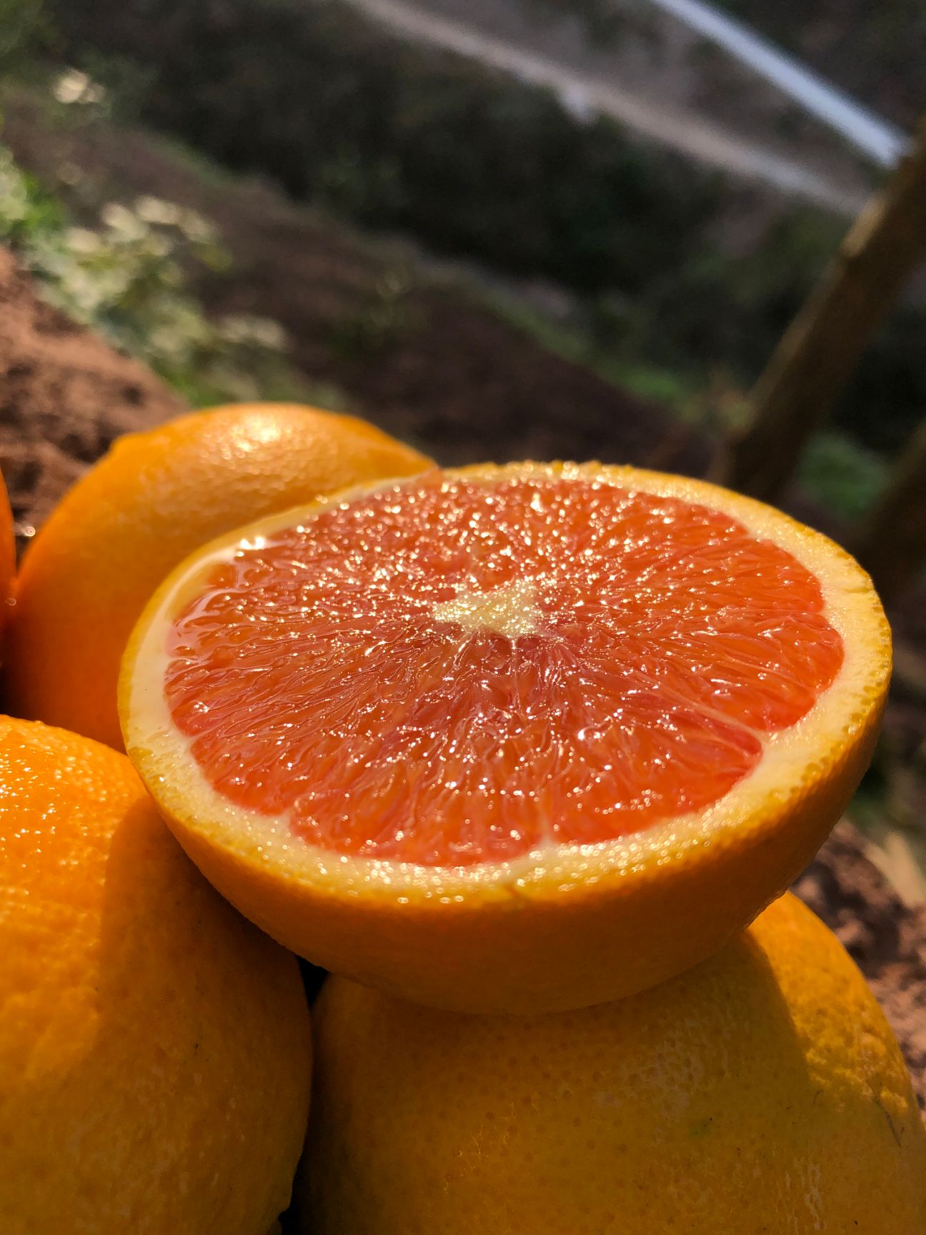 中华红橙血橙精选大果12个果礼盒装送礼优选