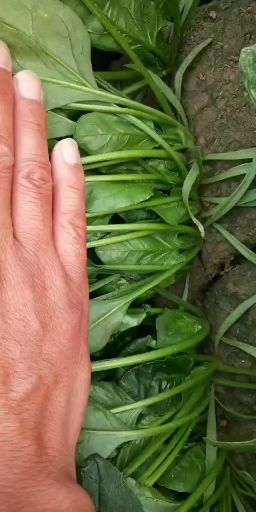  圓葉，小葉菠菜大量供應(yīng)！