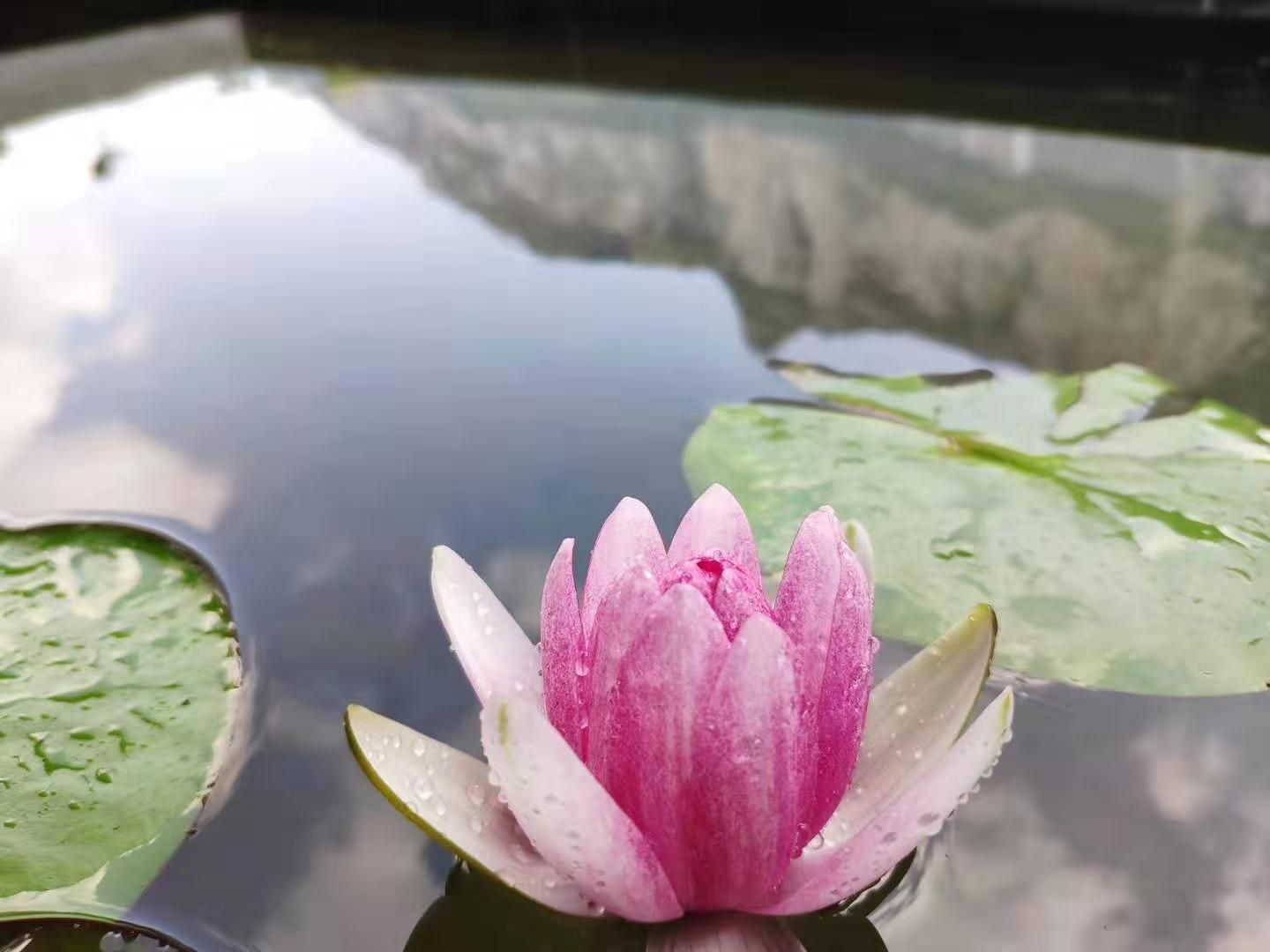 精品大根块睡莲包花色包质量池塘净化