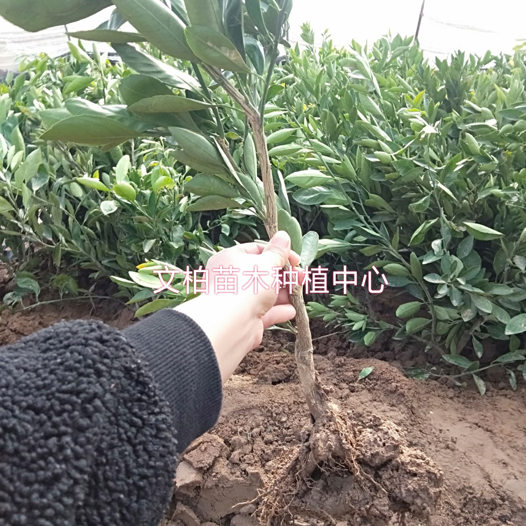 宫川蜜桔苗 宫川蜜橘苗 宫川温州蜜橘苗 无核肉质细嫩化渣 特早熟 包邮