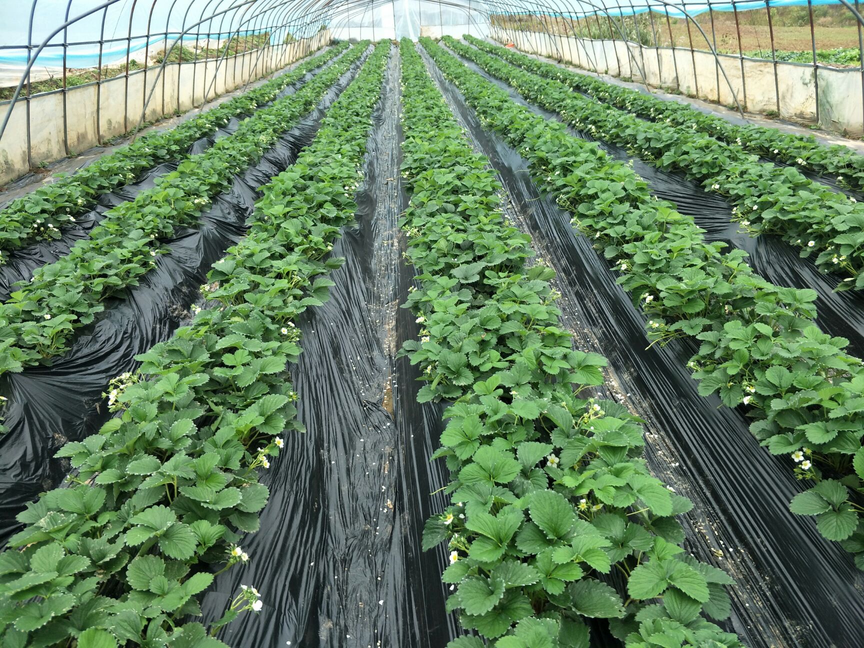  有机草莓火龙果采摘销售，欢迎实地品尝考察合作.