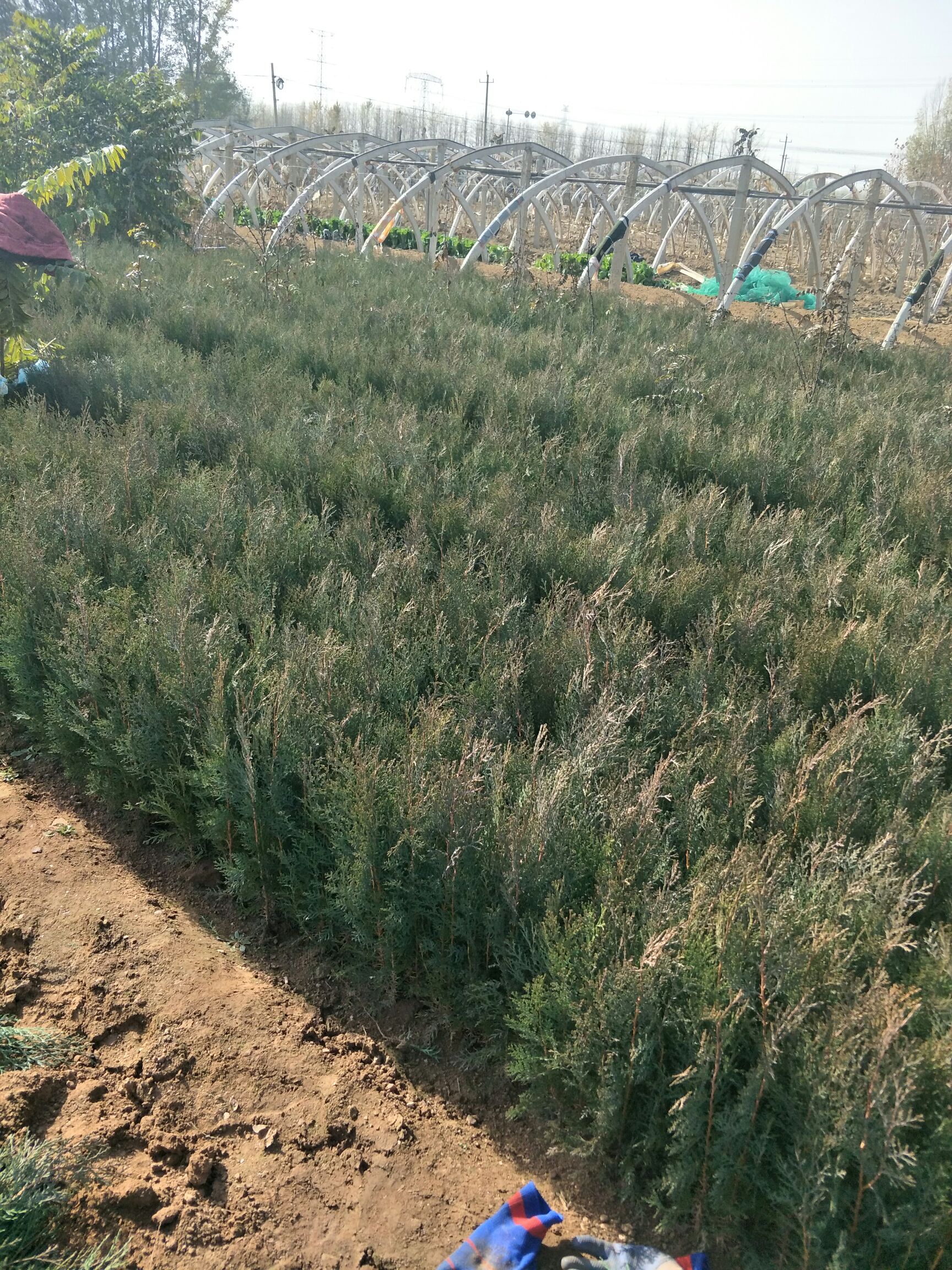  当年侧柏苗保湿发货，包成活，基地直供嫁接绿化专用苗
