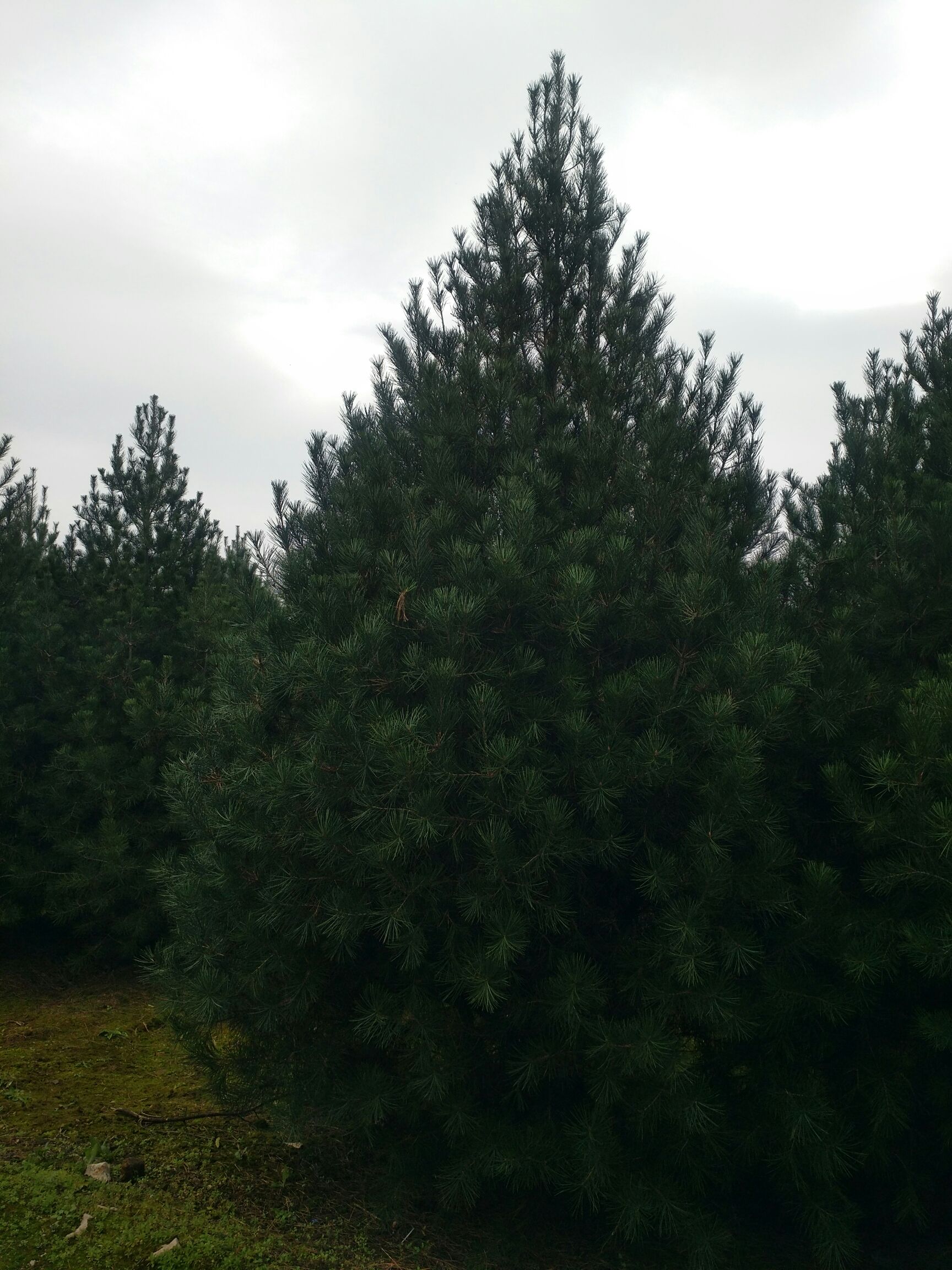 陕西白皮松 多点真诚，少点套路