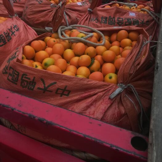 贺州上坪金桔 2-3cm 1两以下
