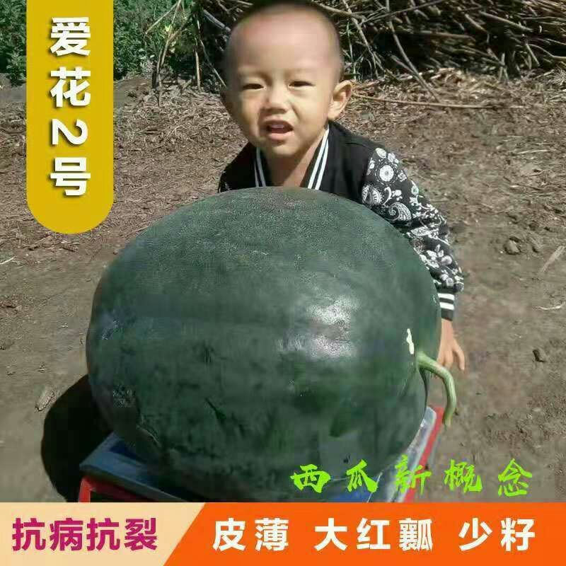  爱花二号西瓜种子黑皮西瓜种子品种大红瓤皮薄籽少高糖度耐重茬