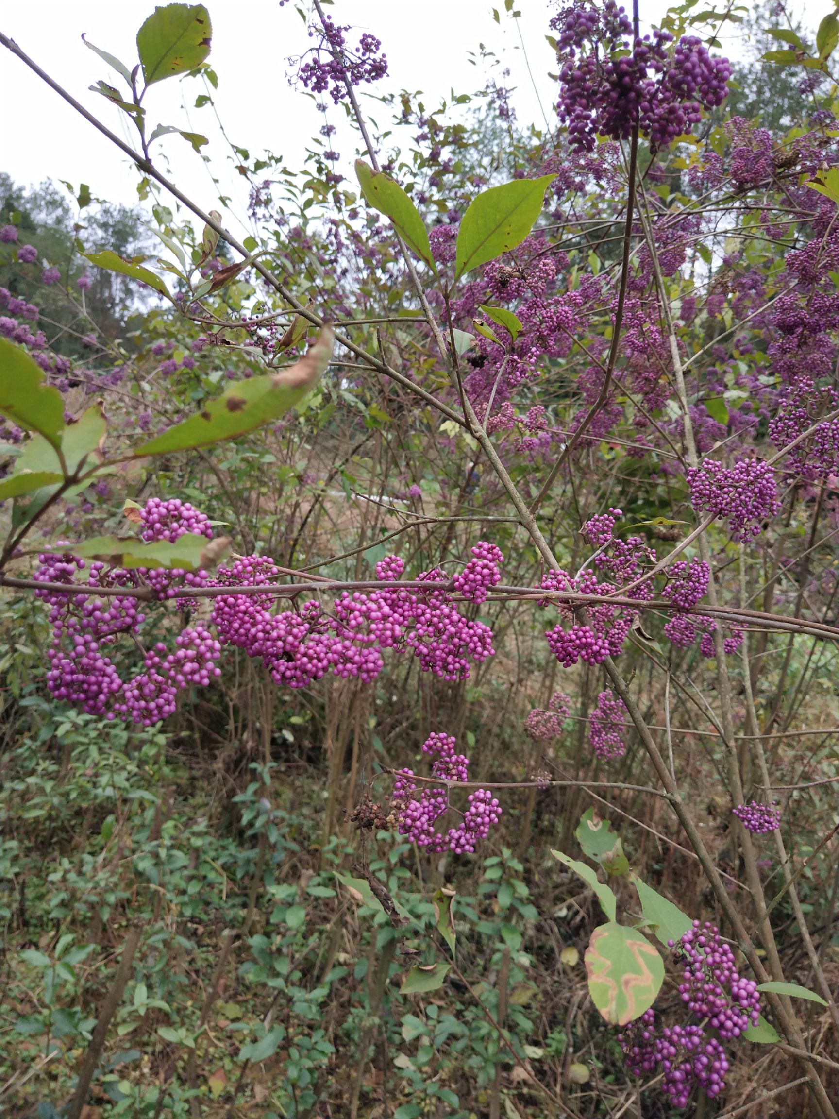  紫珠，紫荆、紫珠草、白棠子树