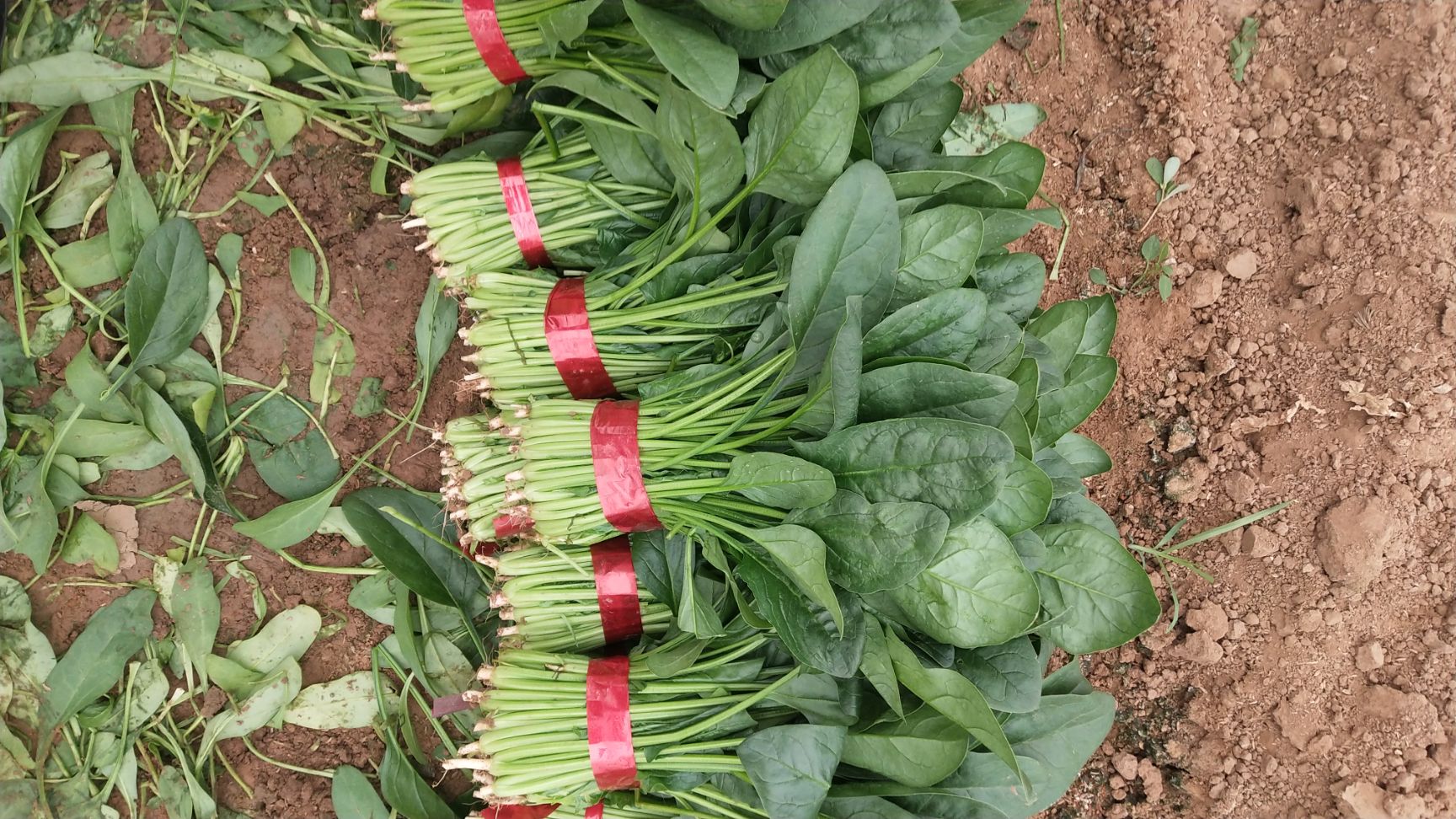  圓葉，小葉菠菜大量供應(yīng)！