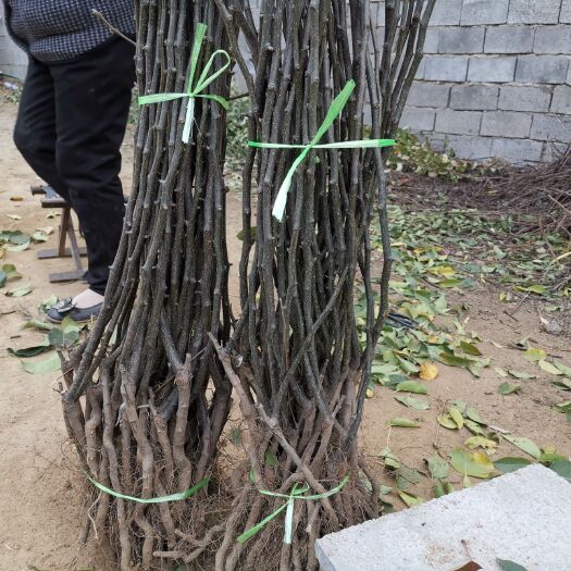 泰安 新品种鲁丽苹果树苗