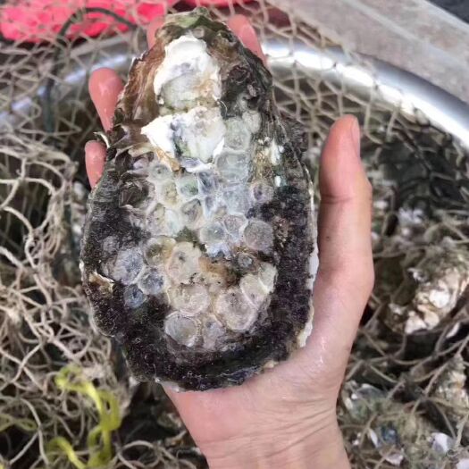 饶平县台山蚝 大花蚝