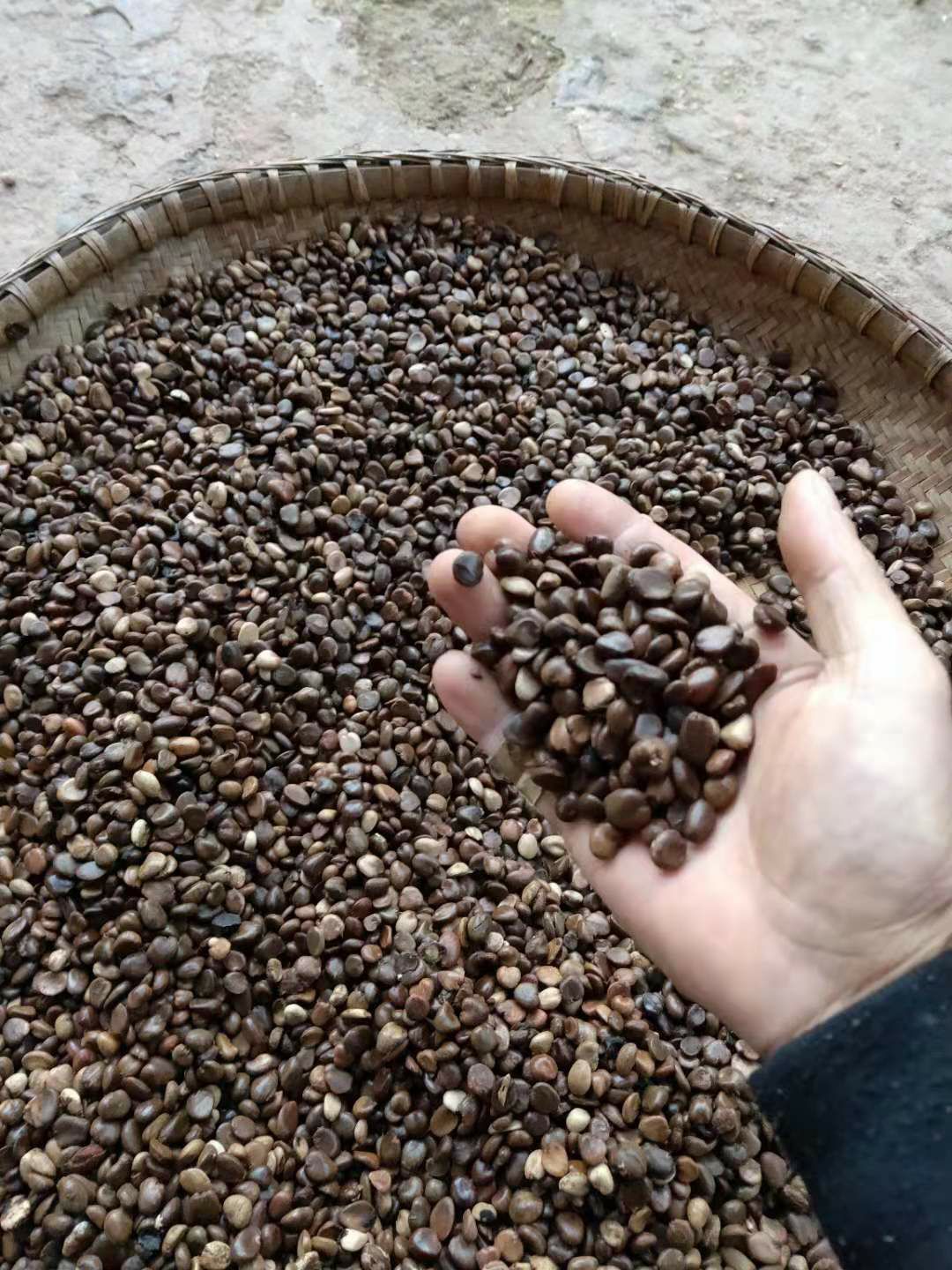 通道侗族自治县 黑老虎种子种植成活率90%以上，提供种植技术