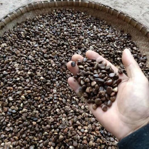 通道县 黑老虎种子种植成活率90%以上，提供种植技术