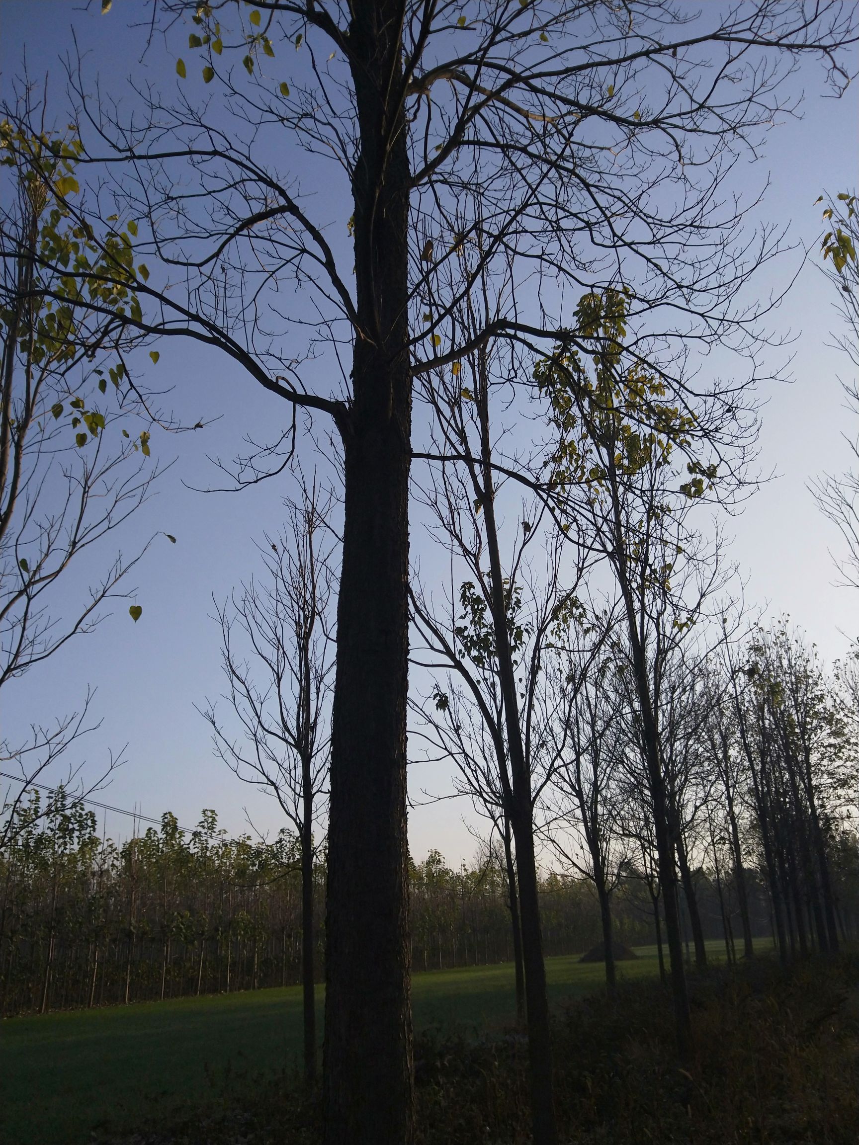  长年供应楸树1至35公分  楸树苗梓树苗 梓树1至10公分