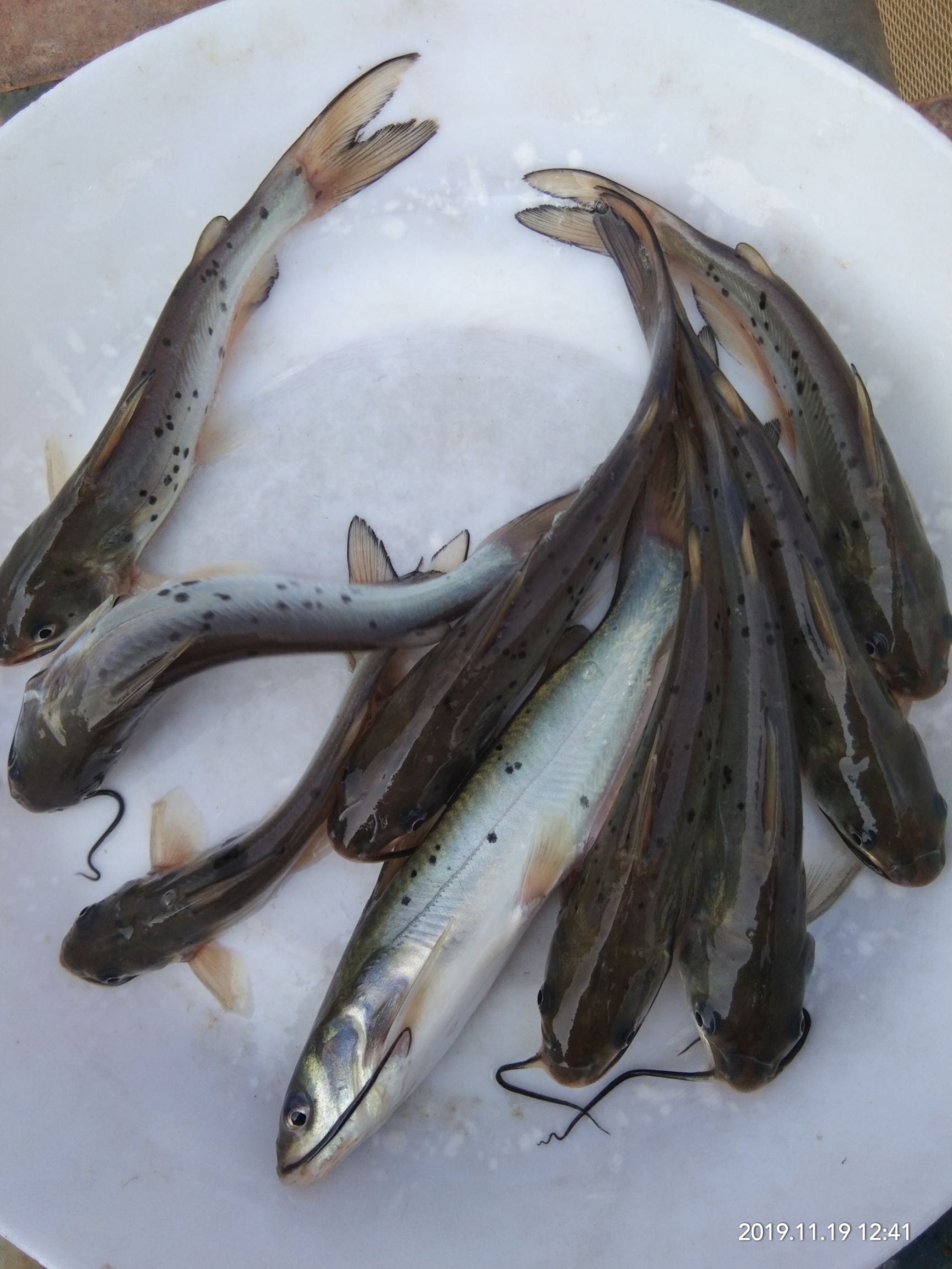  叉尾鱼苗鮰鱼苗斑点叉尾鱼苗钳鱼苗