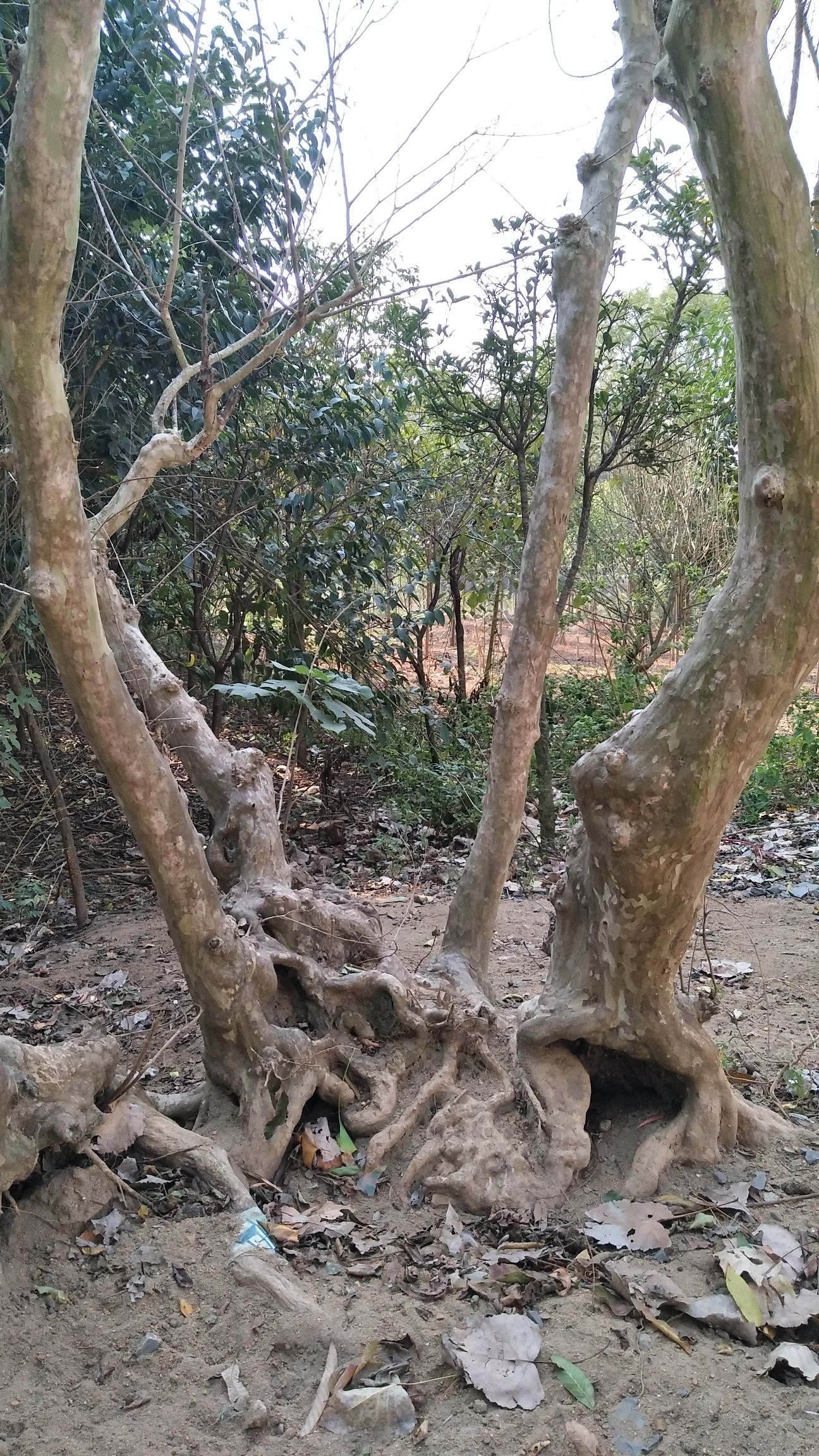 百日红 百年紫微花