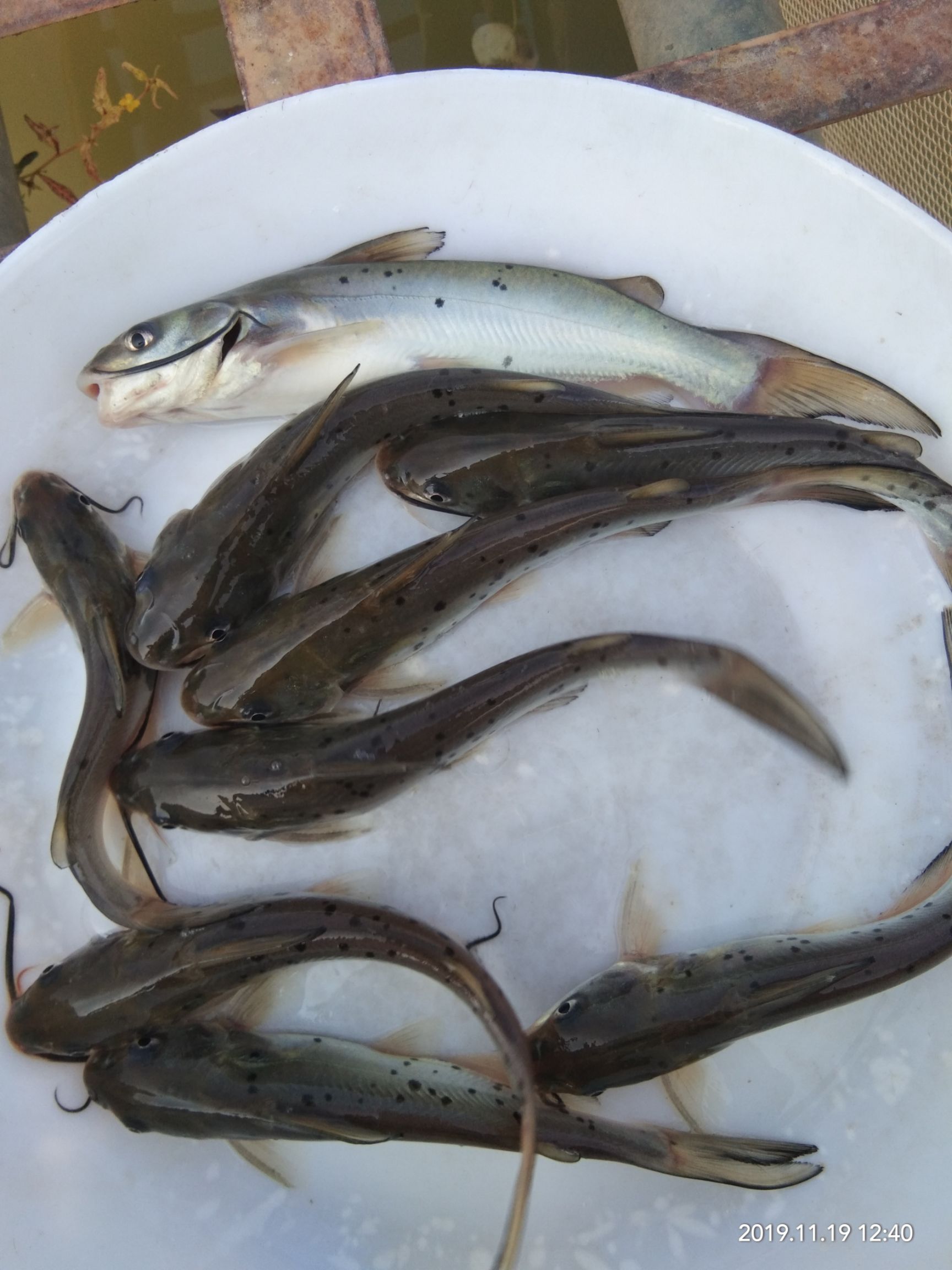  叉尾鱼苗鮰鱼苗斑点叉尾鱼苗钳鱼苗