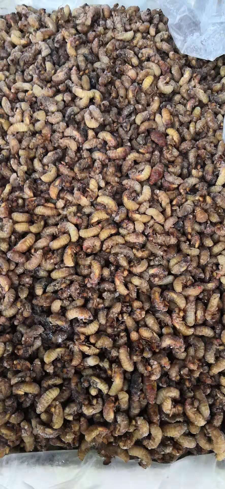  金蝉～本地小金蝉