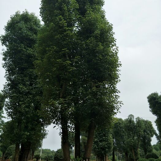 浏阳市 供货各种规格香樟！红叶石楠球