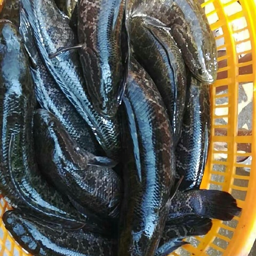 佛山黑鮰鱼 黑鱼