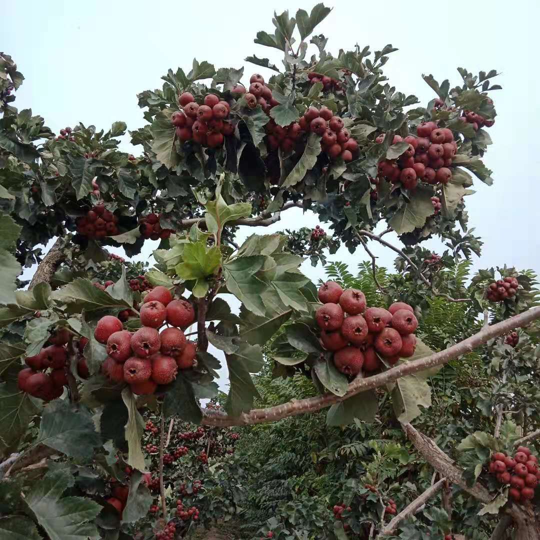  山东莒县自家山楂，又大又红，酸中带甜，帮父亲卖，省去老人心事