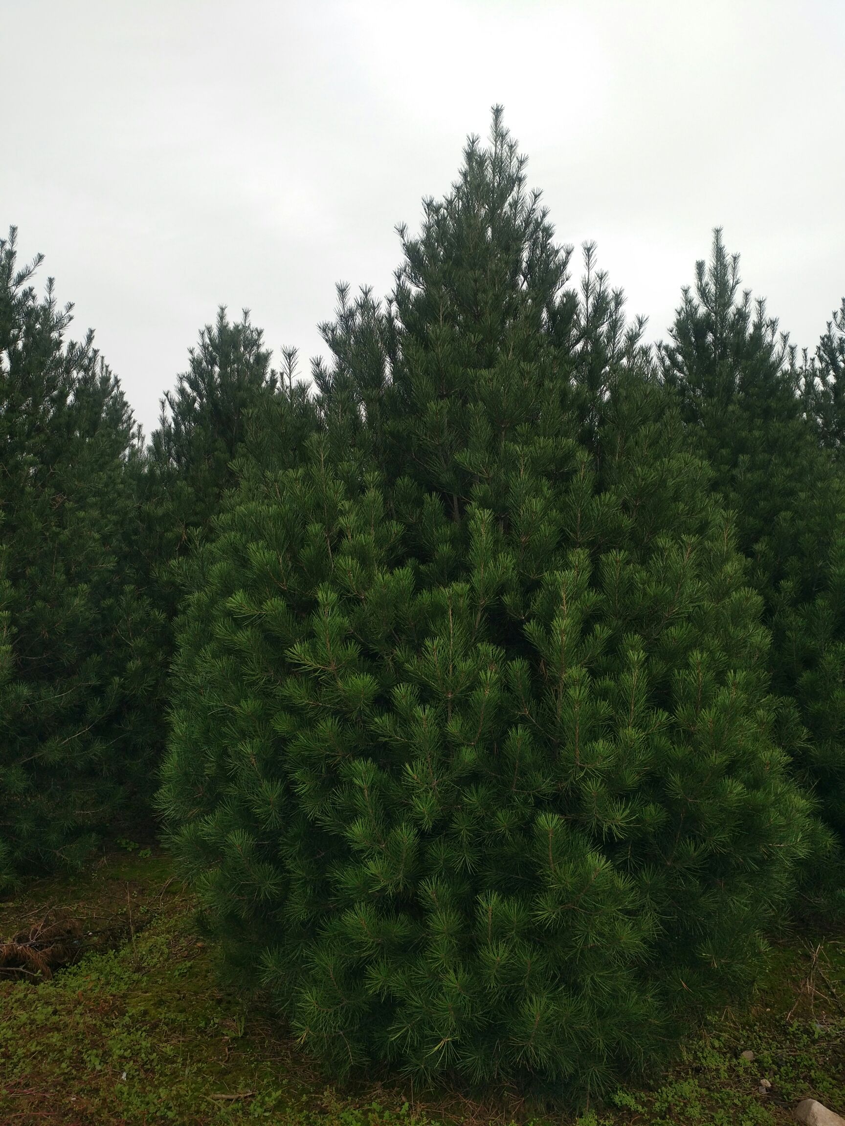 陕西白皮松 多点真诚，少点套路